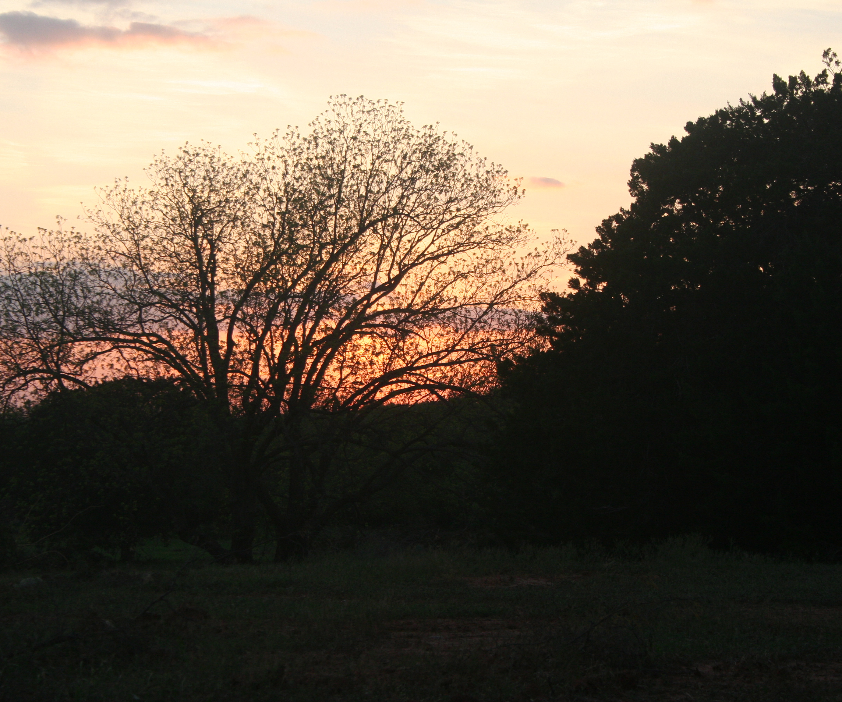 Buffalo Gap Longhorns Photo Gallery